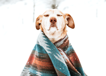 Non è un paese per cani (e gatti)