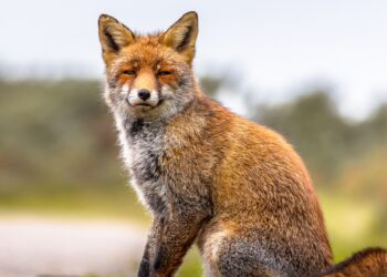 Le brillanti elargizioni del centrodestra (con soldi pubblici): mezzo milione per un palazzo acquistato all’asta a 87mila