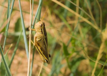 E anche quest’anno le cavallette hanno devastato il Nuorese