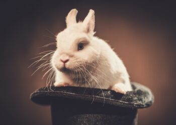 Dall’ex «Conigliere regionale» all’eroe che rincorreva «2 tossicodipendenti»: le perle nei curricula degli aspiranti onorevoli