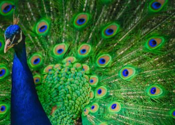 Il colpo di coda della giunta Solinas, miliardi a pioggia due giorni prima delle elezioni