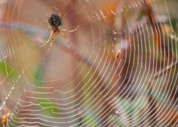Politici, medici, accademici, massoni. E pluripregiudicati. La fitta ragnatela del mondo di mezzo in salsa sarda