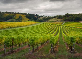 Come l’intelligenza artificiale sta cambiando la vita nei campi