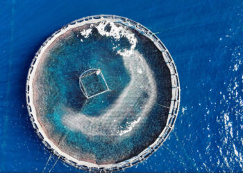 Golfo Aranci - Cala Moresca - moria pesce - 30-09-2024